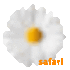 .safari.